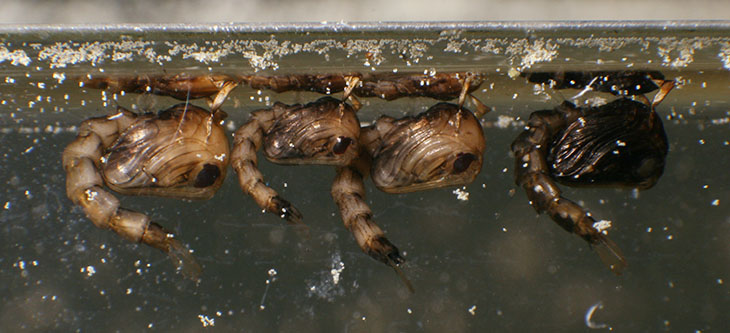 four mosquito pupae posing