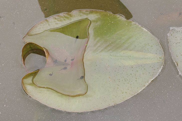 tadpoles swimming atop lily pad