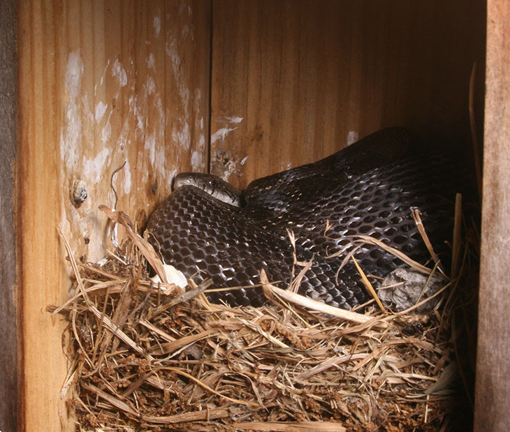 black rat snake coiled in bluebird box