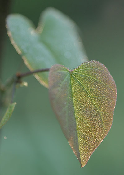 dew on redbud leaves
