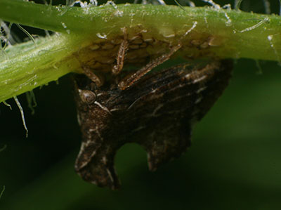 Entylia carinata and stem damage
