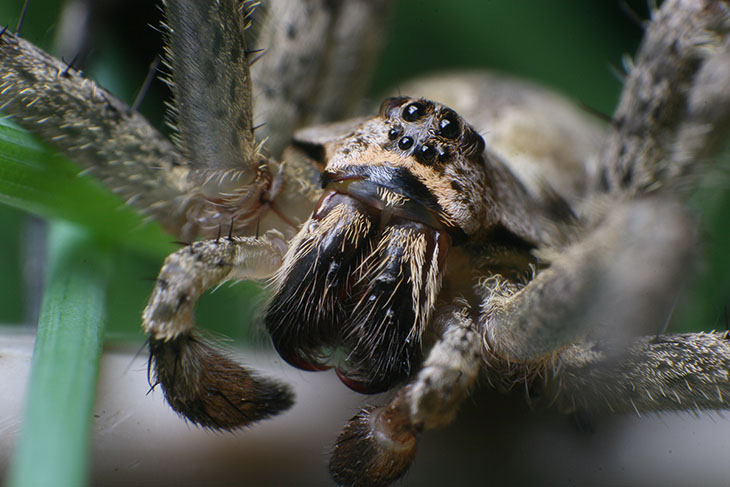 wolf spider portrait with defocus effect