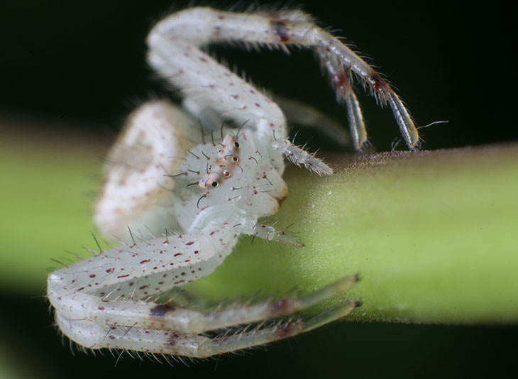 Mecaphesa crab spider in defensive posture