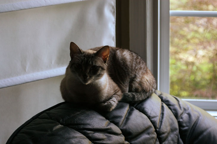 Little Girl, or is it Zoe? chilling in the window.