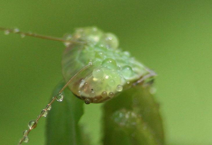 mist drops on mantis eyes