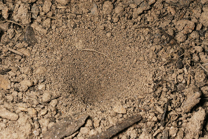 ant lion myrmeleon pit