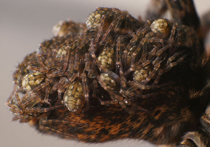 baby wolf spider Lycosidae up close