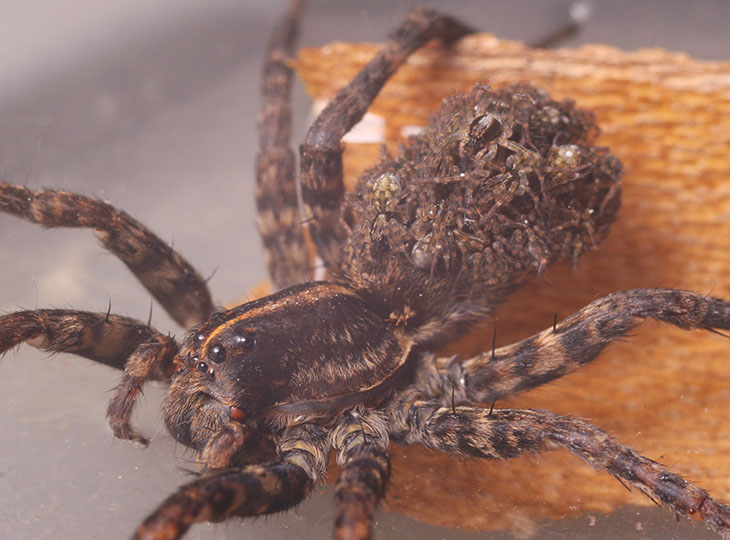 wolf spider Lycosidae carrying young