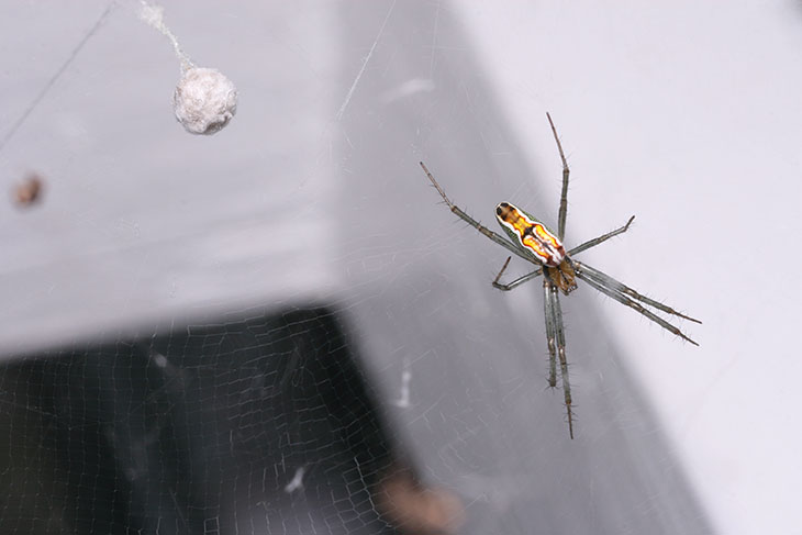 basilica orbweaver spider Mecynogea lemniscata with egg sac