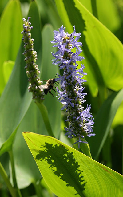 bumblebee on water plant