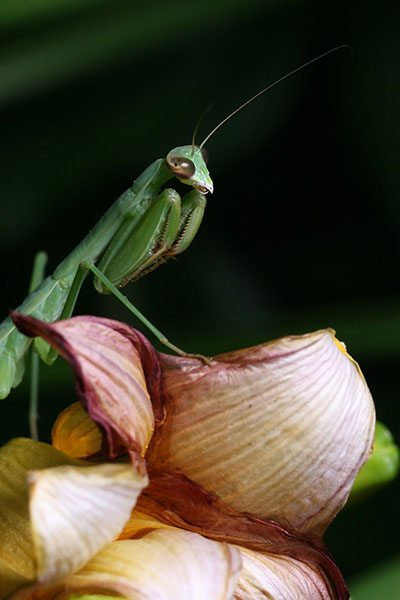 Chinese praying mantis on day lily