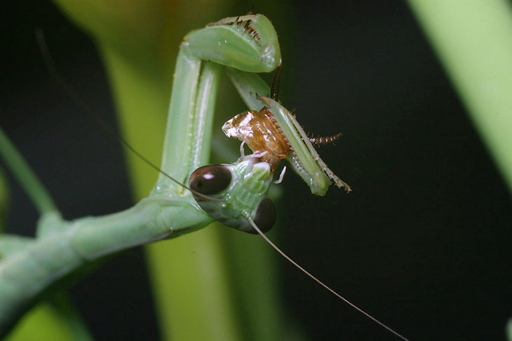 Chinese mantis eating cockroach