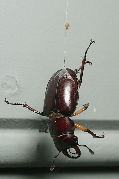 stag beetle Lucanus capreolus caught in web