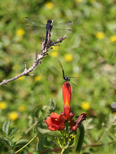 two dragonflies posing