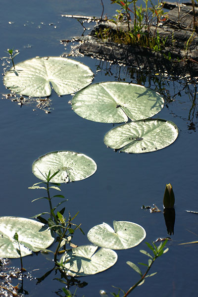 Just a lily pad composition