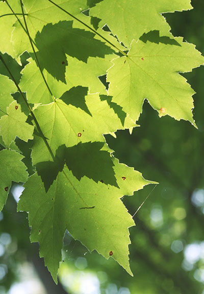 overlapping maple leaves with silhouette