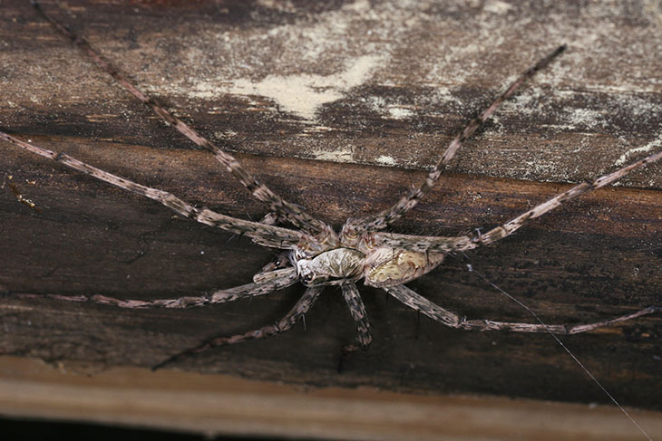 wolf spider Lycosidae