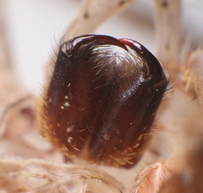 wolf spider Lycosidae chelicerae fangs