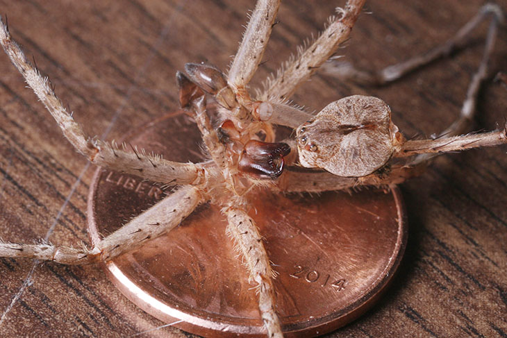 wolf spider Lycosidae molted exoskeleton with penny for scale