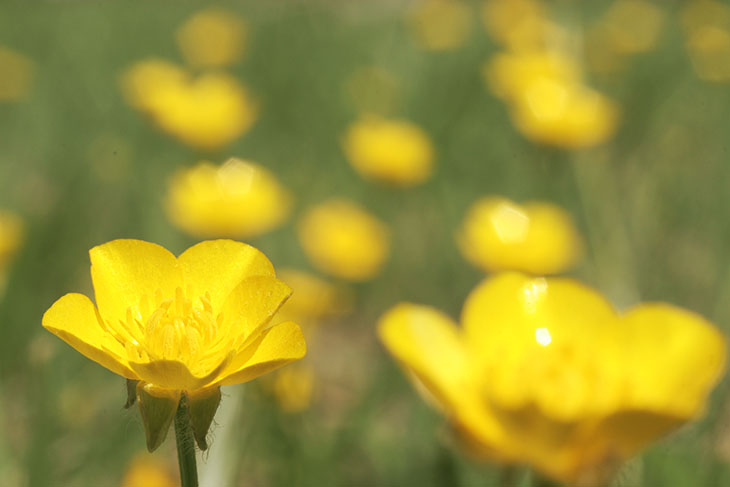 buttercups with short focus