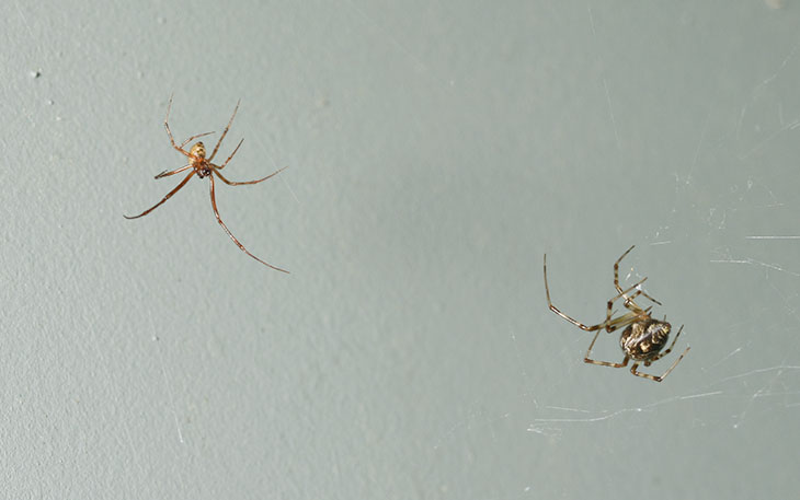 male and female common house spider