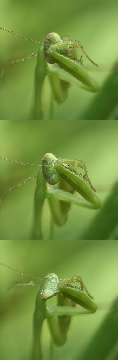 Mantis clearing dew from eyes