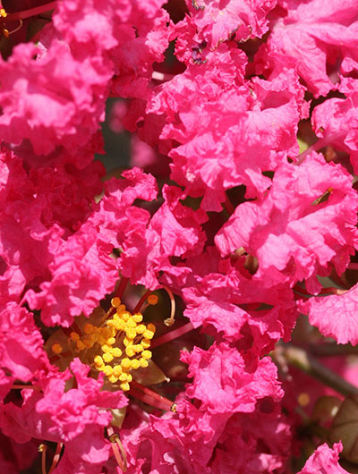 crepe myrtle flower closeup