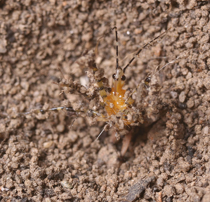 assassin bug Pselliopus being rejected by ant lion Myrmeleon