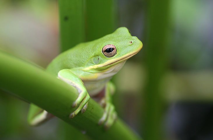 Green treefrog Hyla cinerea contemplating a jump