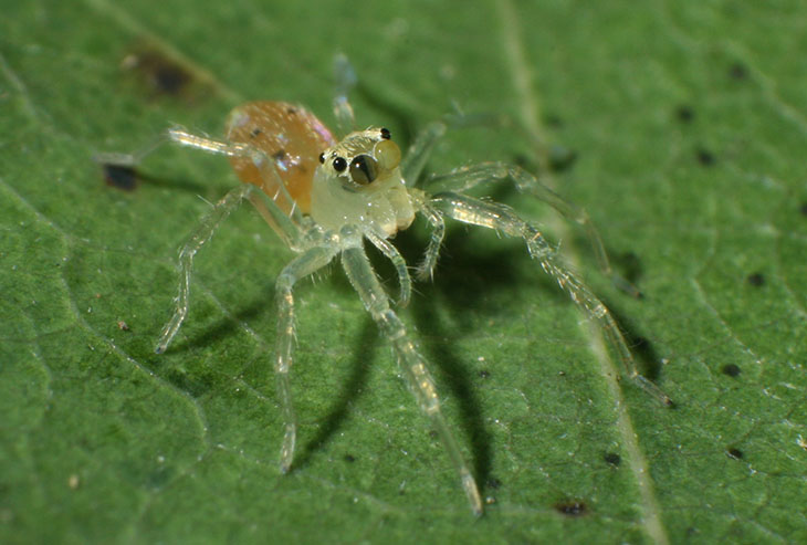 magnolia green jumping spider Lyssomanes viridis with visible retina