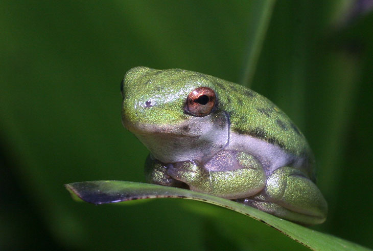 tiny juvenile green treefrog Hyla cinerea