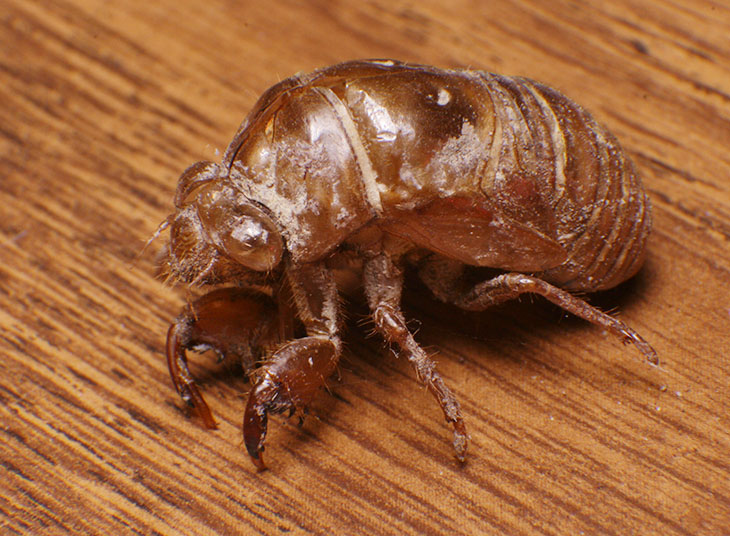 molted cicada exoskeleton