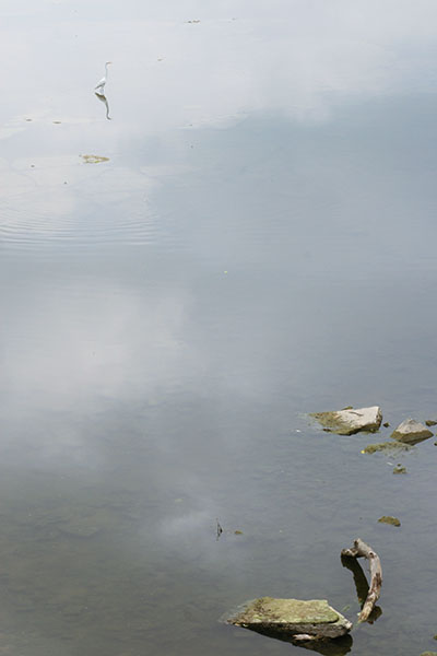 Great egret in distance