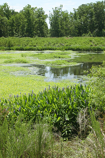 Local pond and wetlands