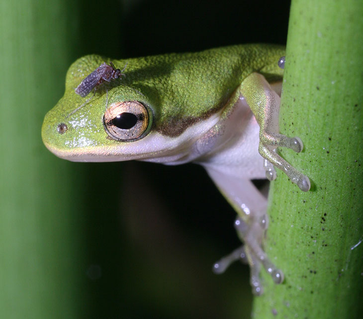 green treefrog Hyla cinerea with parasitic fly