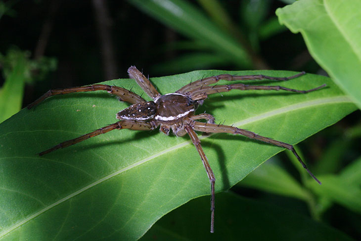 six-spotted fishing spider dolomedes triton