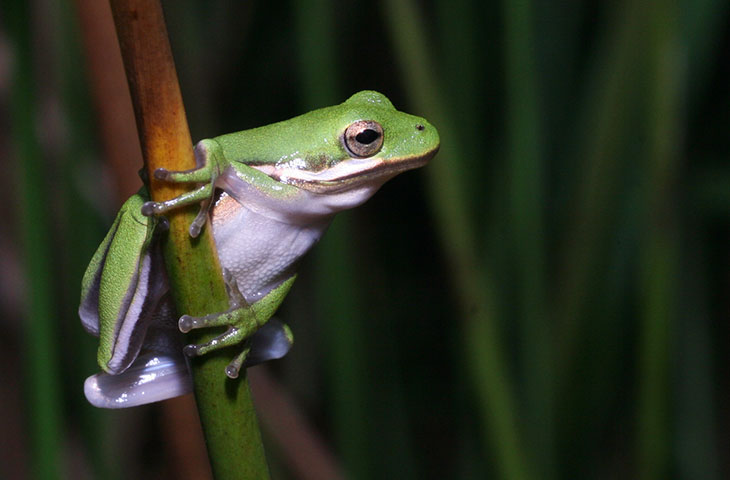 green treefrog Hyla cinerea choosing an escape route