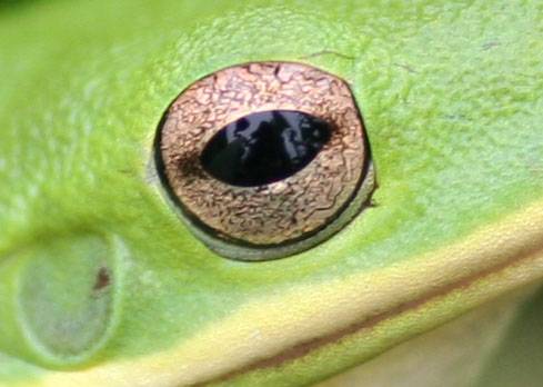 Closeup eye reflection selfie