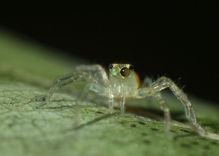 magnolia green jumping spider Lyssomanes viridis with retina and eye reflection