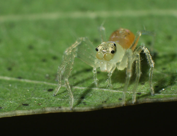 Lyssomanes viridis juvenile