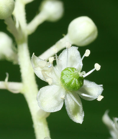 crab spider mecaphesa on pokeweed blossom Phytolacca americana