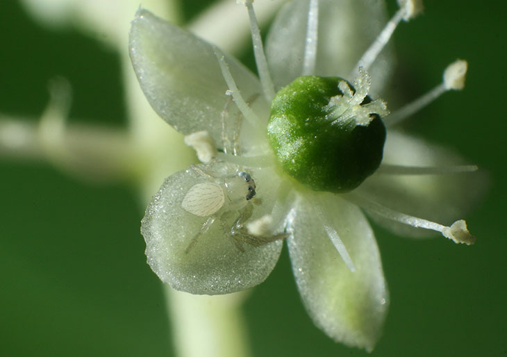 crab spider mecaphesa on pokeweed blossom Phytolacca americana