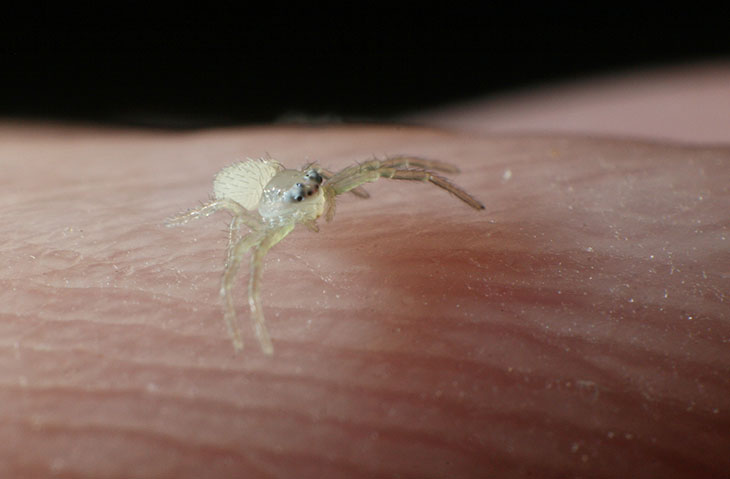 crab spider mecaphesa on hand of North American nature photographer