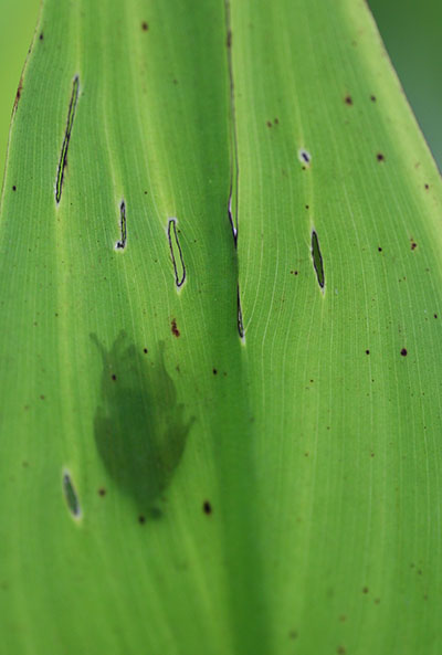 treefrog shadow on pickerelweed leaf