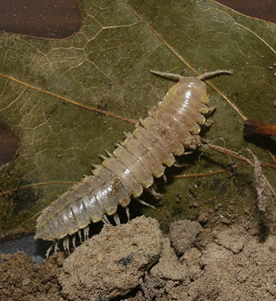 Apheloria virginiensis montana nymph in visble light