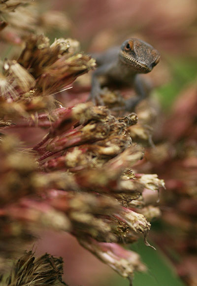 Carolina anole Anolis carolinensis in dark display