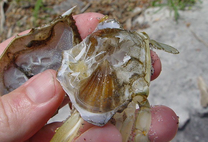 molted exoskeleton of blue crab Callinectes sapidus showing lungs