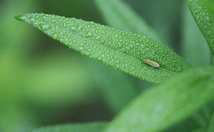 Graphocephalo leafhopper sharpshooter on misty leaf