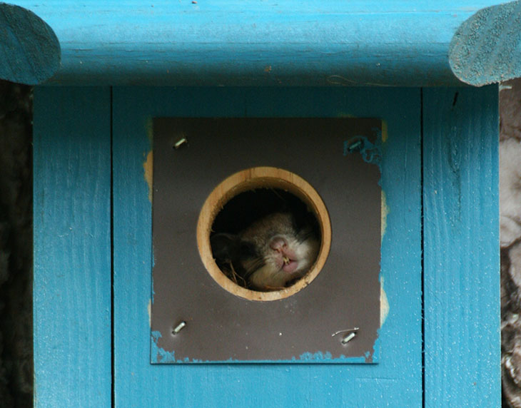 southern flying squirrel Glaucomys volans in bluebird nest box