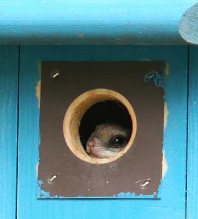 southern flying squirrel Glaucomys volans in bluebird nest box